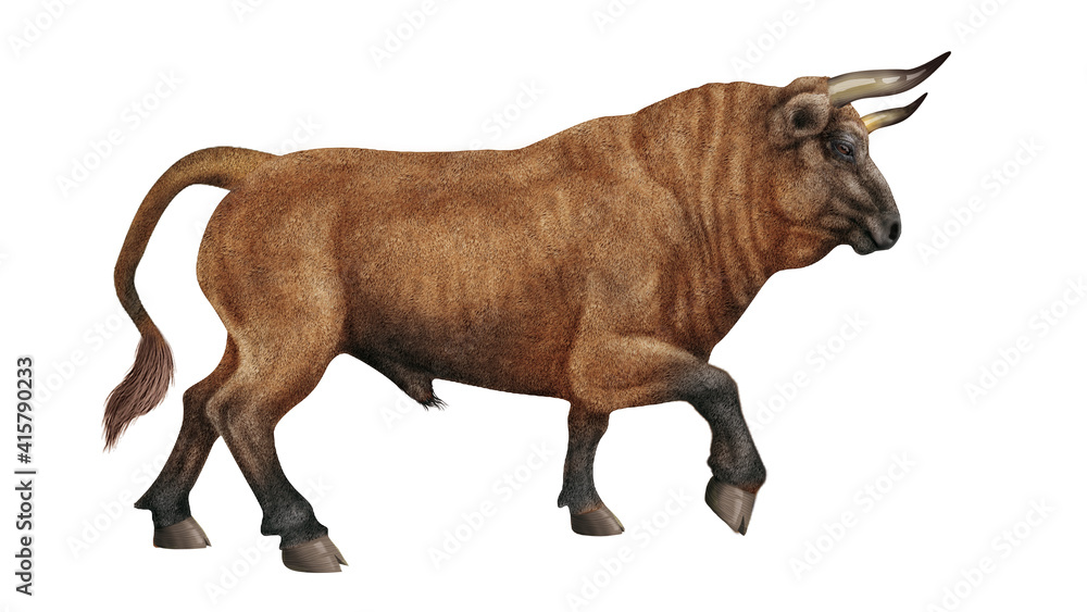 taureau, corne, tauromachie, mammifère, marron, vache, sauvage, faune, bétail, ferme, fond blanc, brun, nature, mollet, debout, agriculture, fourrure, taureau, corne, tauromachie, mammifère, marron, vache, sauvage, faune, bétail, ferme, fond blanc, brun, nature, mollet, debout, agriculture, fourrure,