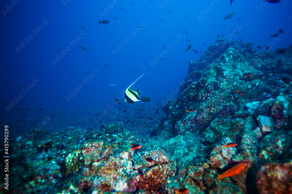 Fototapeta premium Moorish idol fish swimming between corals deep underwater