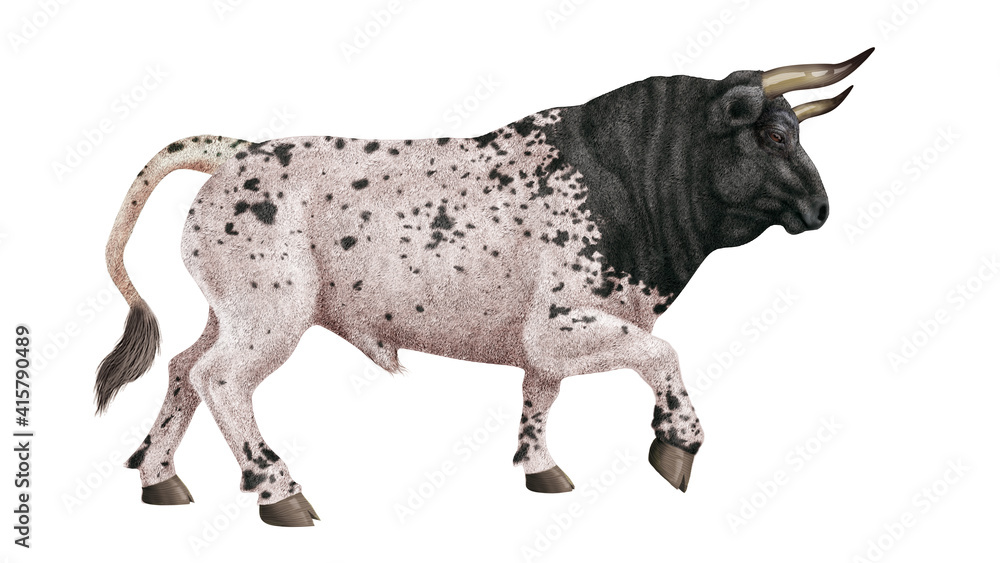 taureau, corne, tauromachie, mammifère, noir et blanc, vache, sauvage, faune, bétail, ferme, fond blanc, brun, nature, mollet, debout, agriculture, fourrure, taureau, corne, tauromachie, mammifère, noir et blanc, vache, sauvage, faune, bétail, ferme, fond blanc, brun, nature, mollet, debout, agriculture, fourrure,