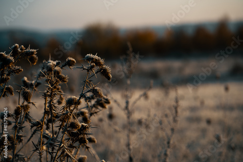 Grass weeds on an autumn field © luchschenF