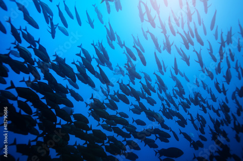 Big fish school swimming deep underwater in Pacific ocean waters