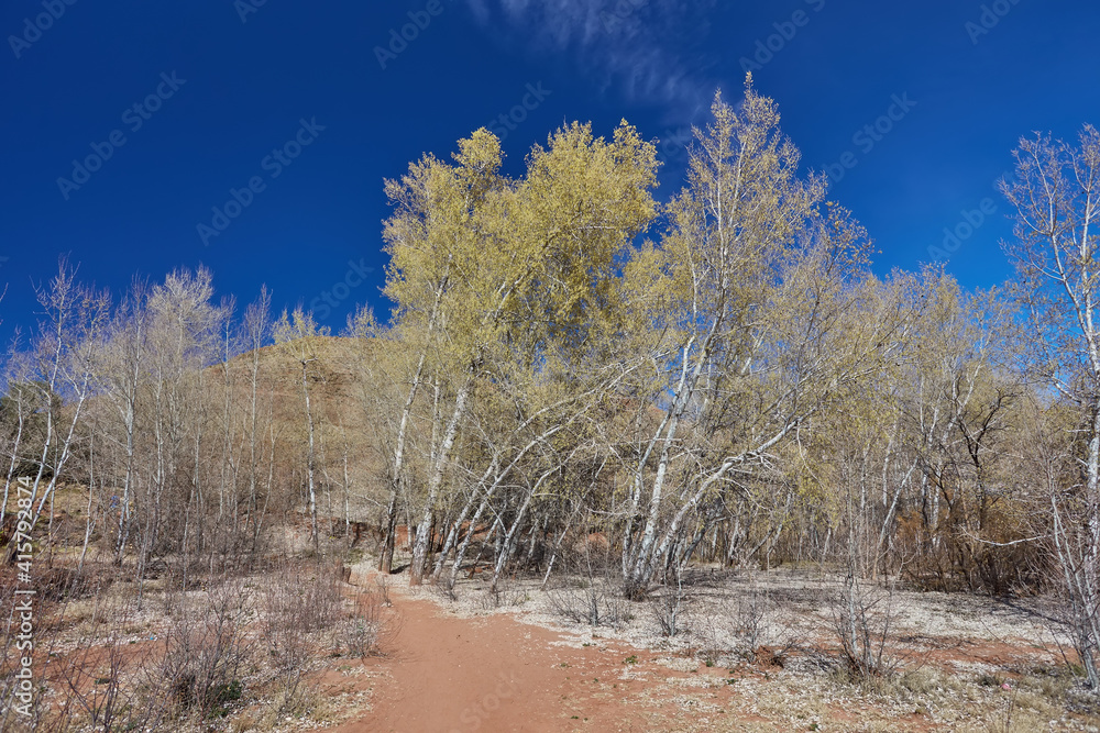 View over river flowing through a sparse valley with bare birch trees and scattered coniferous trees on the surrounding hills on the way to Imilchil, Morocco. View over river flowing through a sparse valley with bare birch trees and scattered coniferous trees on the surrounding hills on the way to Imilchil, Morocco.