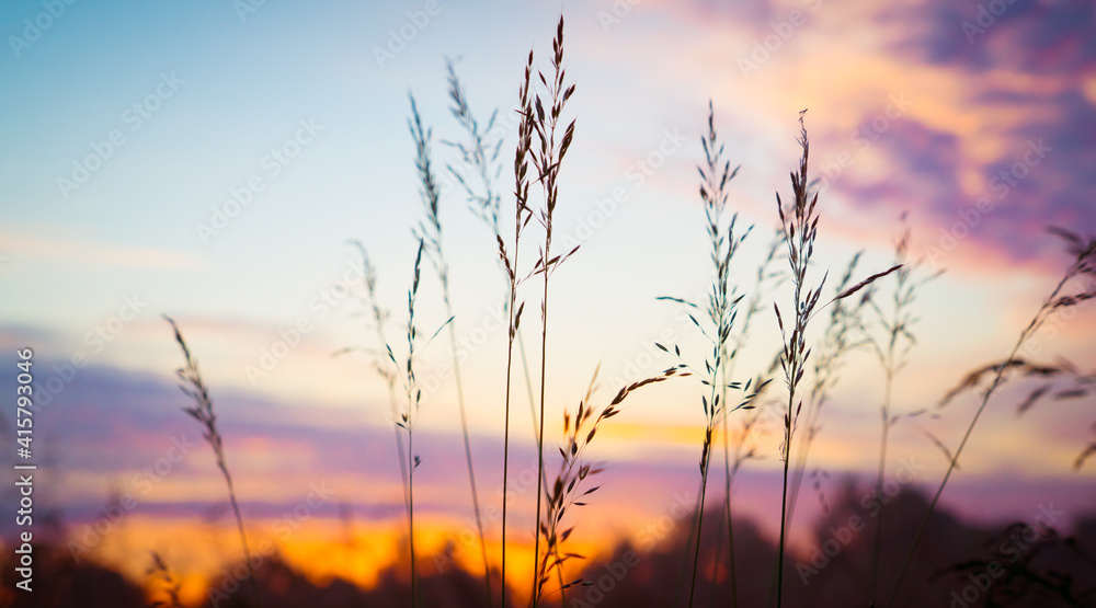 Meadow grass in the field in the early morning Meadow grass in the field in the early morning