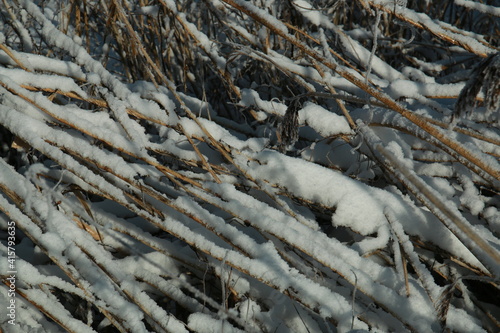 Frozen iced reeds on the ground as a close up © Luise123