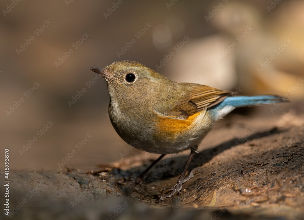 Fototapeta premium Himalayan bluetail
