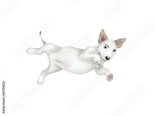 Illustration of a Bull Terrier isolated on a white background. White bull terrier puppy lying on its side. The front and back paws are spread apart.