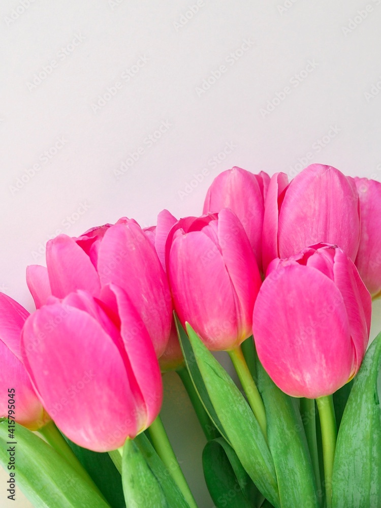 Obraz premium Bouquet of pink tulips on white background with space for text. Greeting card. Concept woman's or mother's day. Spring flowers background. Close-up
