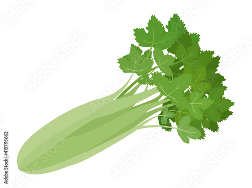 Green organic celery vegetable isolated on white background. Healthy natural colorful food ingredient vector cartoon illustration.