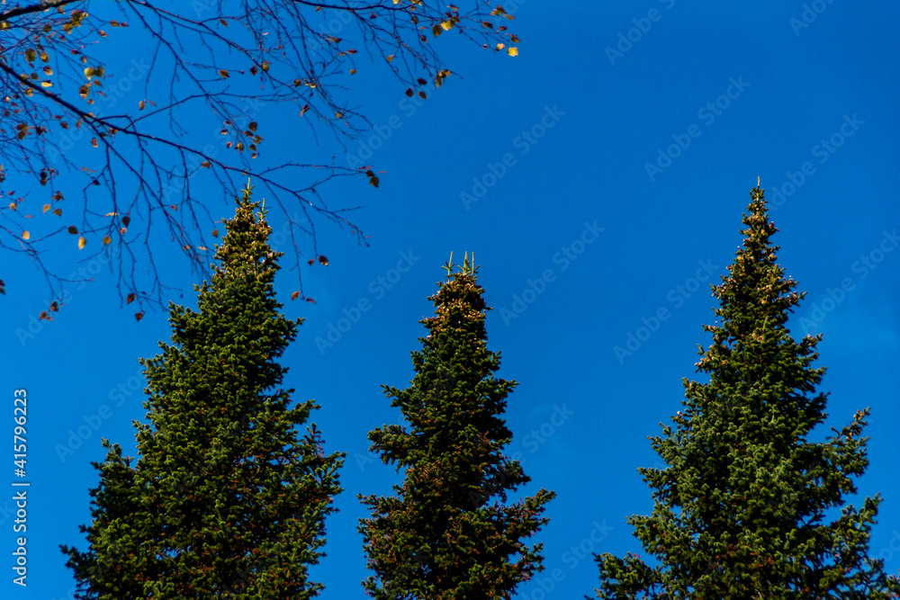 Obraz premium squirrel stocks of mushrooms for the winter placed on the tops of spruce