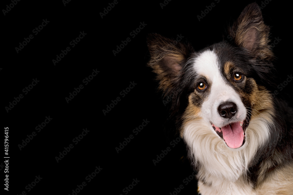 portrait of a border collie sheep dog portrait of a border collie sheep dog