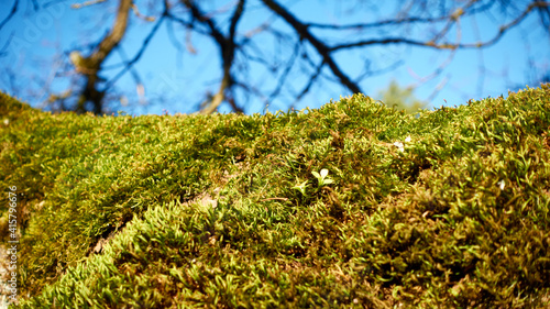Moss on a tree trunk against the blue sky