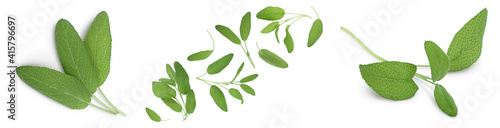 Sage herb leaves isolated on white background with clipping path and full depth of field. Top view. Flat lay. Set or collection