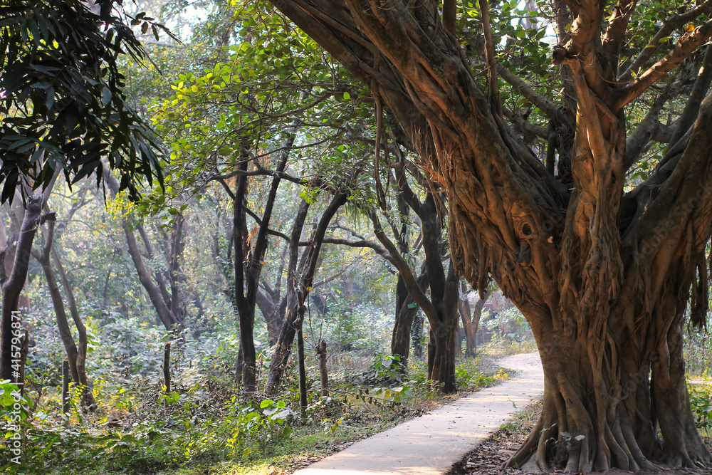 A narrow road next to the banyan tree