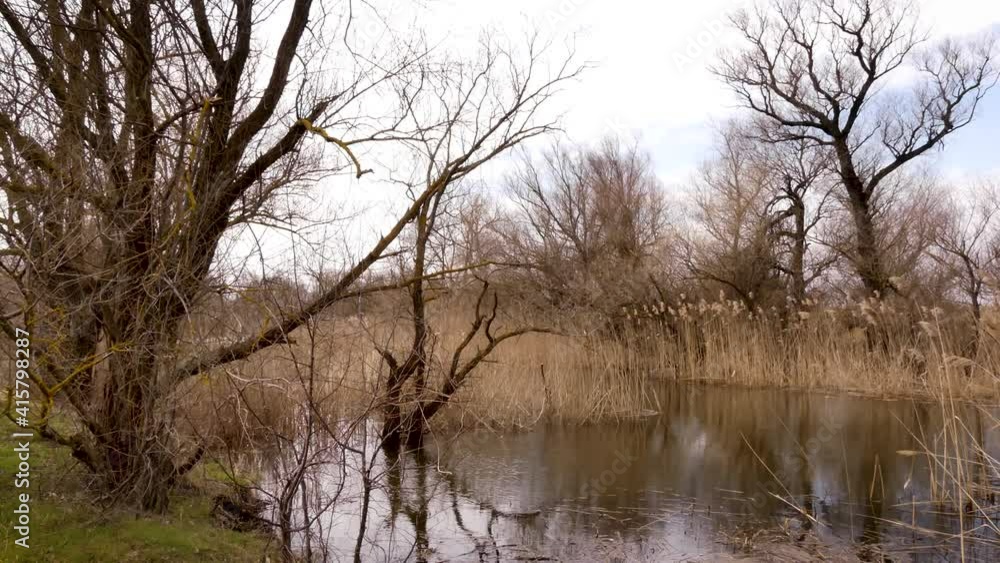 Early spring in the Dniester delta. Odessa region (Ukraine)
Early spring in the Dniester delta. Odessa region (Ukraine)