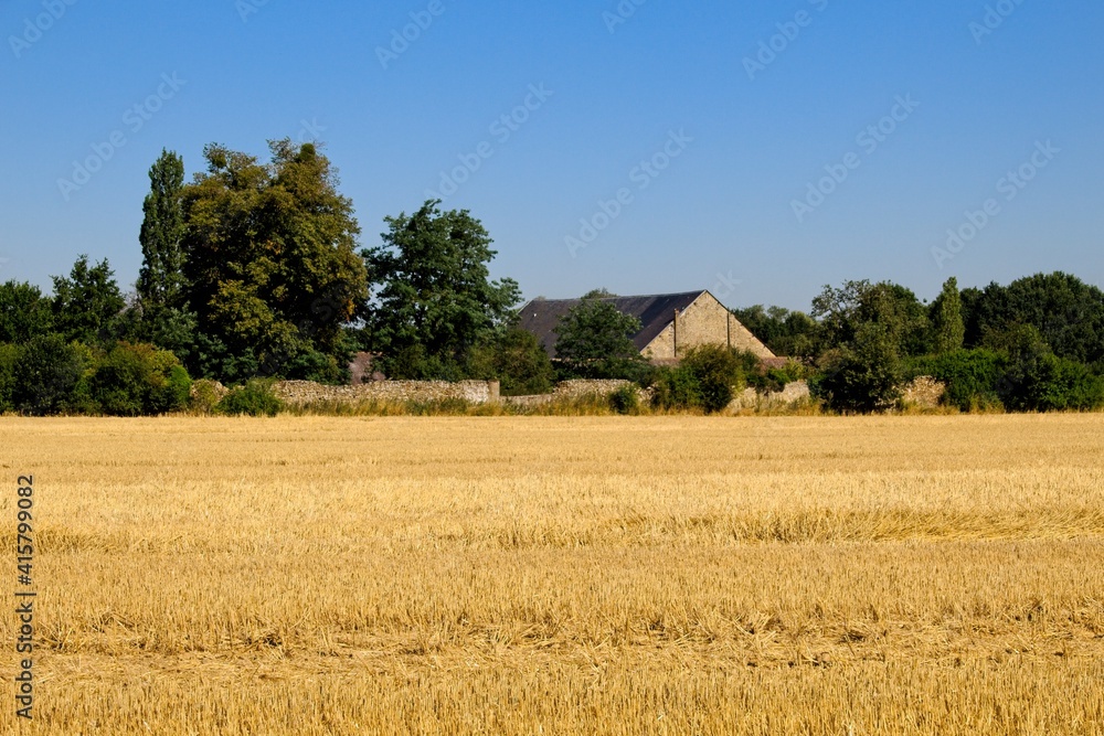 wheat field in the countryside