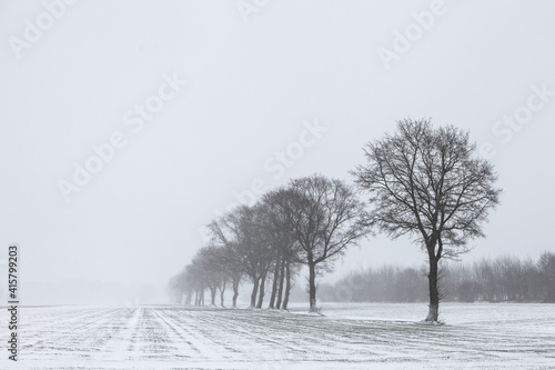 tree line in snow covered meadow near utrecht in the netherlands photo