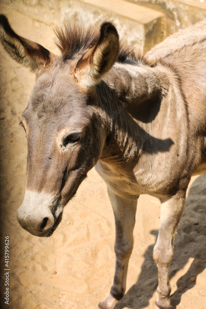 Close up shot of a donkey head Close up shot of a donkey head