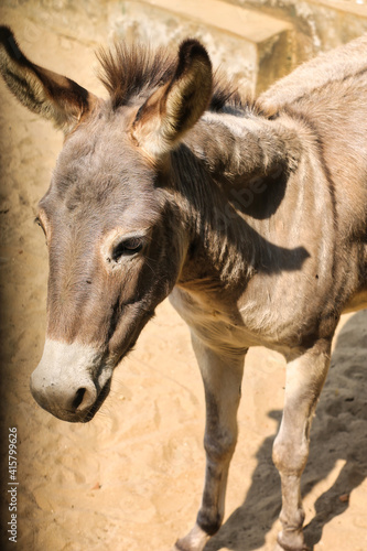 Close up shot of a donkey head