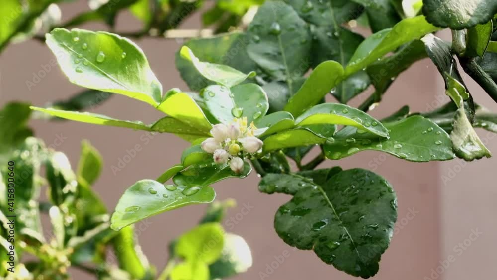 Fresh Bergamots and leaves on tree with water drops on them fruity, with herbaceous bergamia Aroma Fresh Bergamots and leaves on tree with water drops on them fruity, with herbaceous bergamia Aroma