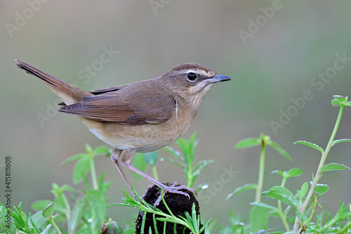 little brown bird low perching on pole among green grass during rainny day with soft lighting, female of siberian rubythroat