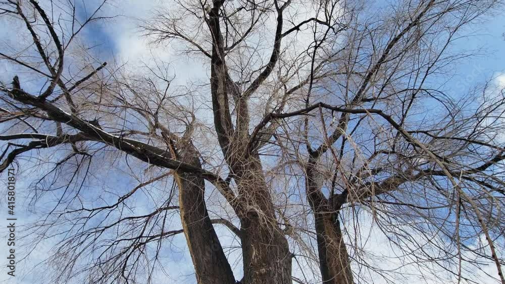 Tree without leaves and during the winter season Tree without leaves and during the winter season