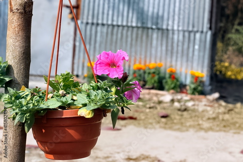 Beautiful flowering plants and flowers in a hanging flower pot