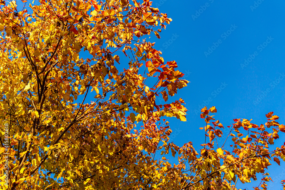 yellow and red maple leaves against a bright blue sky
