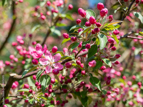 Spring blooming fruit trees. Pink apple flower on green leaves background . Springtime, blossom orchard. © geshas