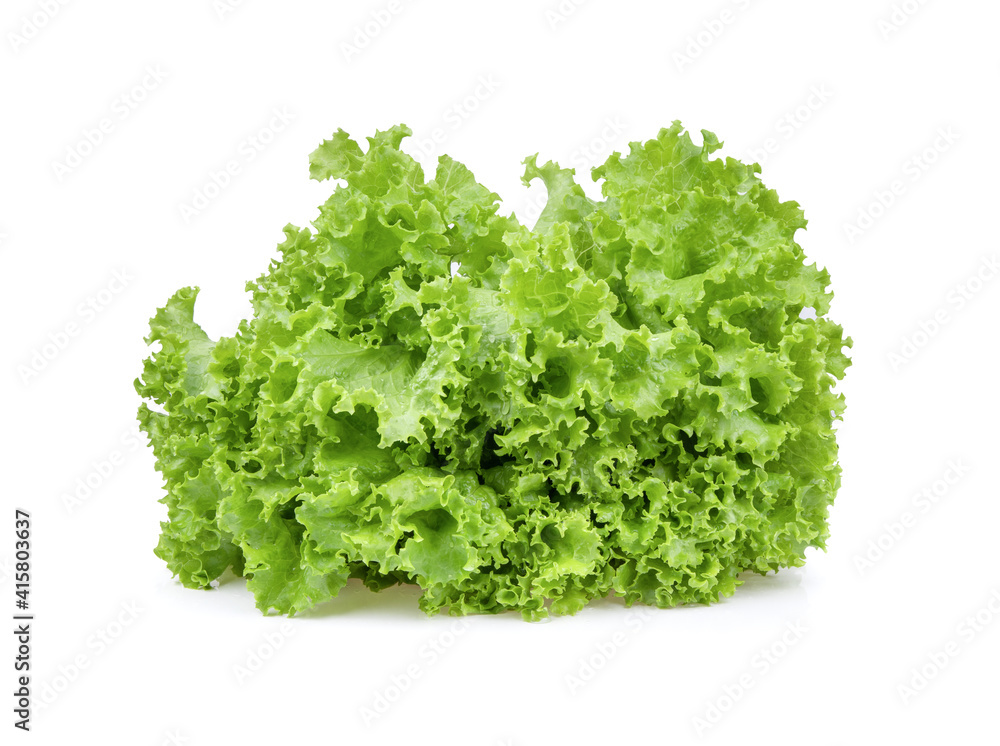 fresh green lettuce salad leaves on white background fresh green lettuce salad leaves on white background