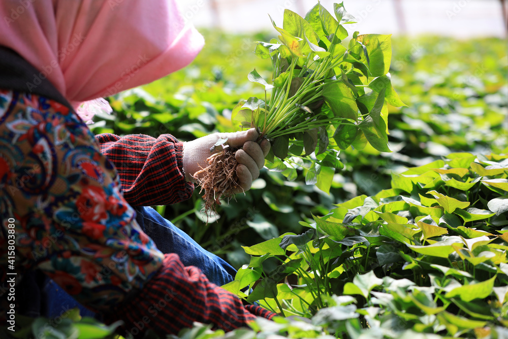 Obraz premium Female farmers are collecting sweet potato seedlings in the greenhouse.