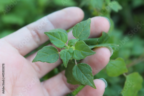 Parietaria judaica, also known as pellitory of the wall or asthma weed, is a common weed found growing on most lawns in Florida. Pellitory has a high allergy rate, but is also medicinal and edible.