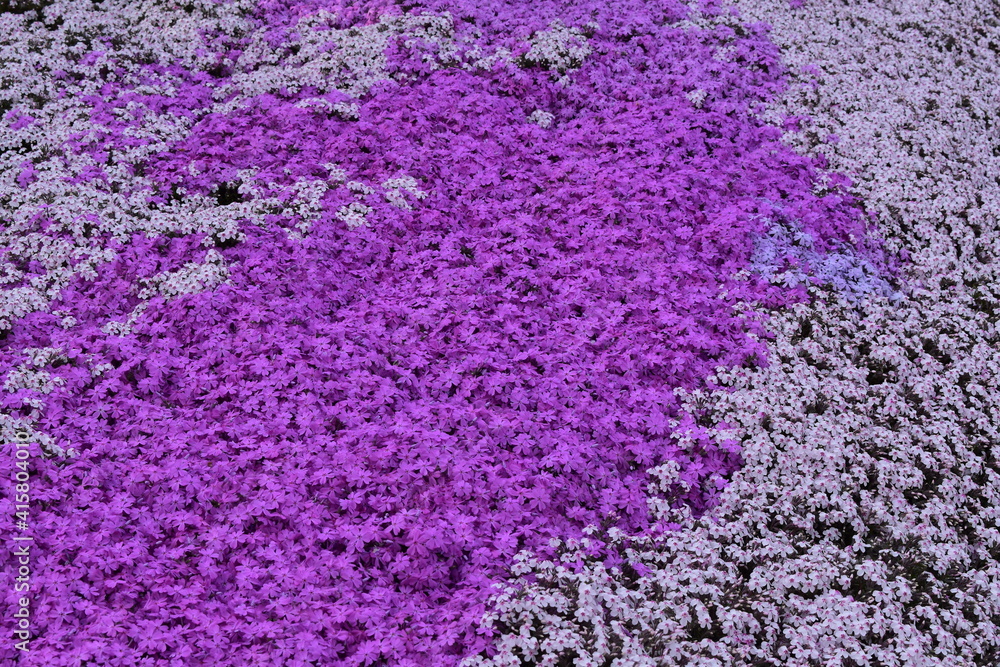 Obraz premium 敷き詰められた芝桜