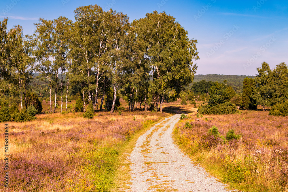 Beautiful hiking trails in the summer. Lüneburg Heath Nature Reserve. Northern Germany.