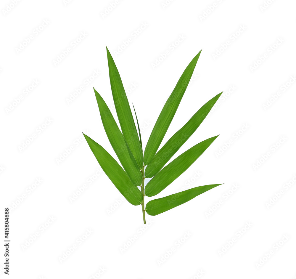 Obraz premium Bamboo leaf green on white background