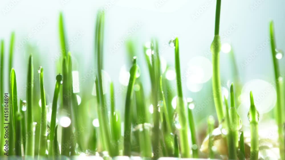 Green grass close-up. Grass rotation in slow motion. Green juicy lawn, it's time to cut. Abstract macro shot of blades of green grass. Dew drops shine with splendor. Beautiful lens blur bokeh. Green grass close-up. Grass rotation in slow motion. Green juicy lawn, it's time to cut. Abstract macro shot of blades of green grass. Dew drops shine with splendor. Beautiful lens blur bokeh.