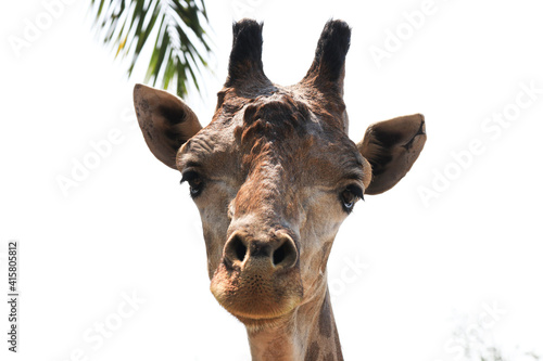Close up Giraffe's Face © foreverhappy