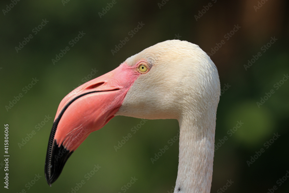 Obraz premium Close up Flamingo in the lake