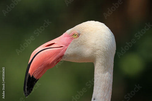 Close up  Flamingo  in the lake