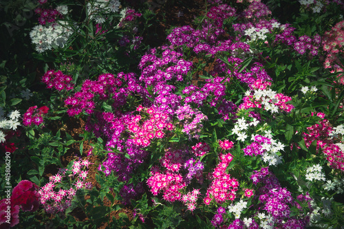 Rainbow pink flower bed. Dianthus chinensis (Chinese Pink). Selective focus on Flowering landscapes.