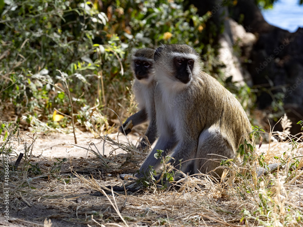 Two female Green Monkeys, Chlorocebus aethiops, looking for food on the ground. Namibia