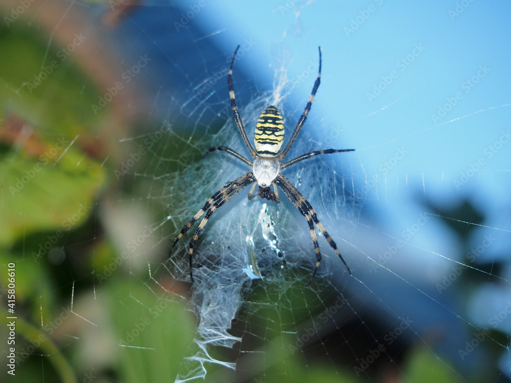 A large spider with yellow stripes sits in the center of the web. A large spider with yellow stripes sits in the center of the web.