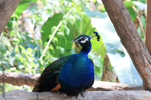 Wallpaper Mural Close up Colorful Peacock Torontodigital.ca