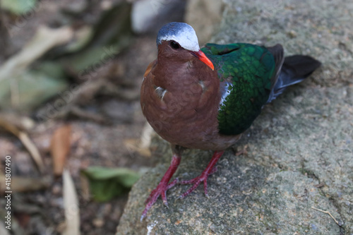 Close up Colorful Bird,  Emerald Bird,  Chalcophaps indica . Green wing , Grey-capped photo