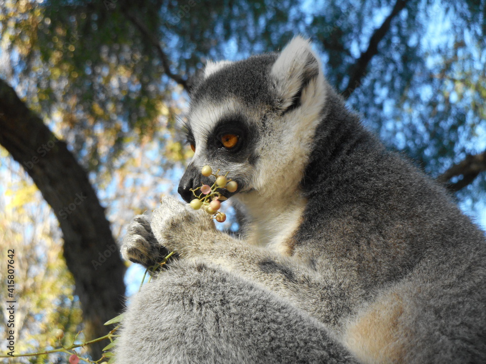 Obraz premium Animals in the wild from Bioparc (Valencia, Spain)