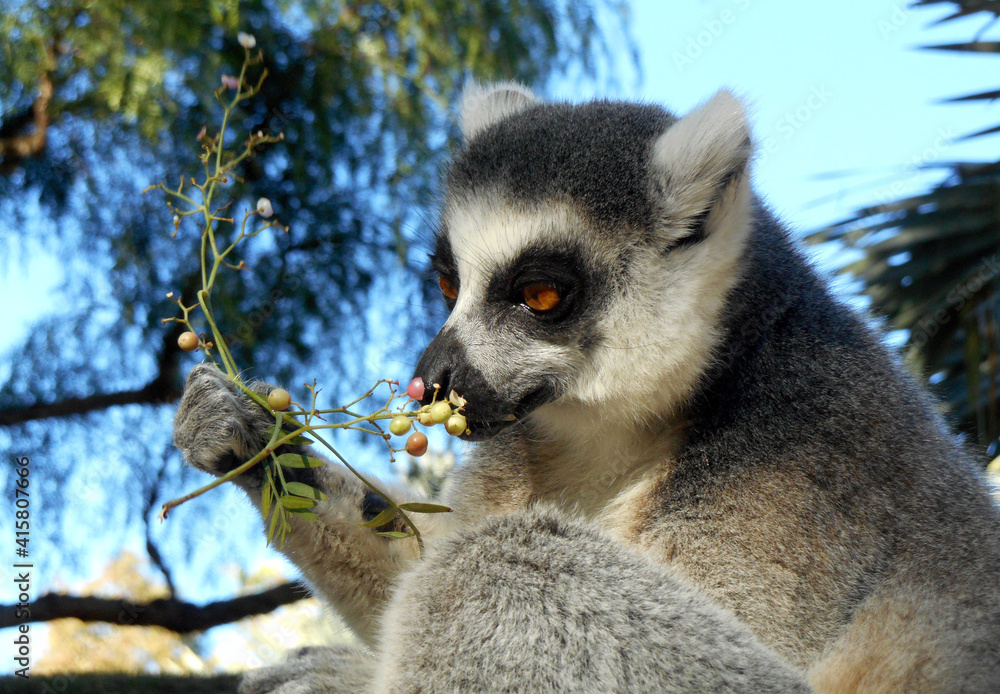 Obraz premium Animals in the wild from Bioparc (Valencia, Spain)