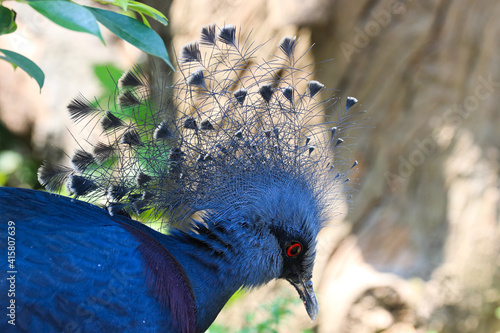 Close up Blue Pigeon, Victorian Crowned Pigeon photo