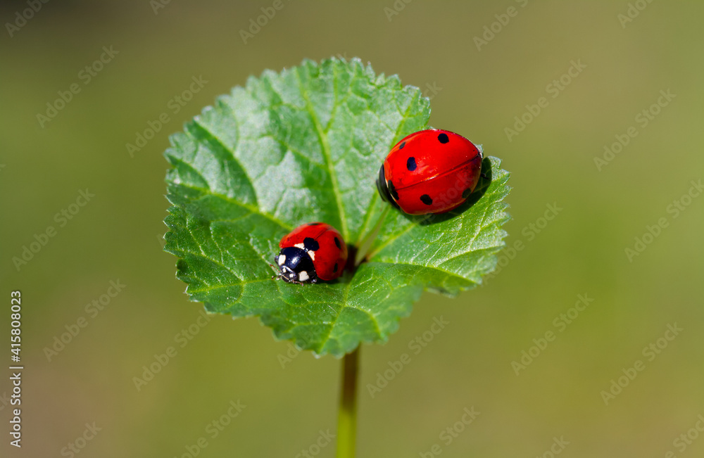 Fototapeta premium spring messenger, ladybug on flowering branch