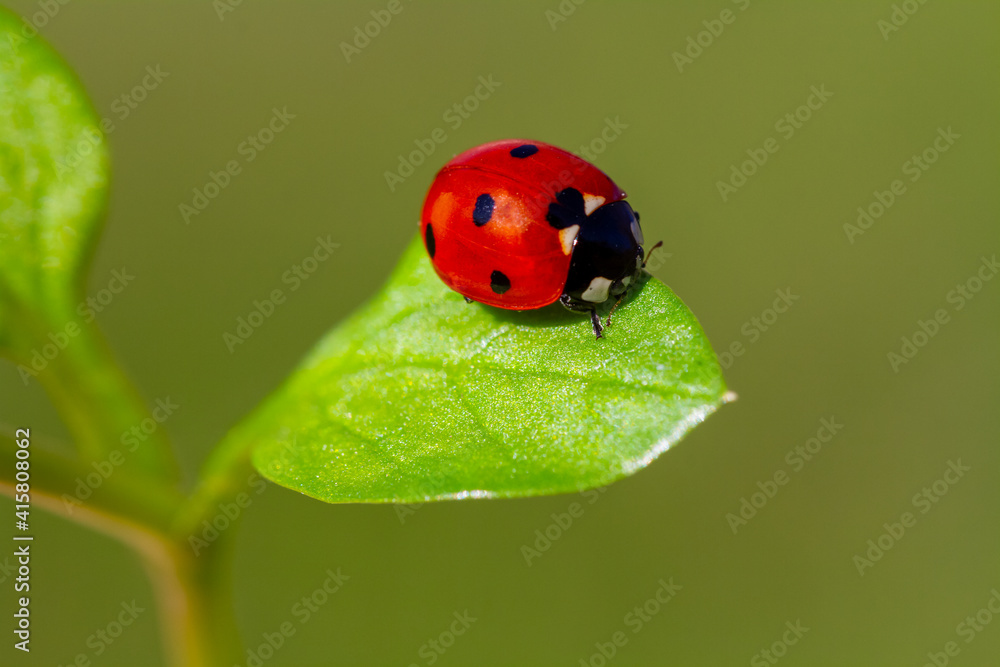 Naklejka premium spring messenger, ladybug on flowering branch