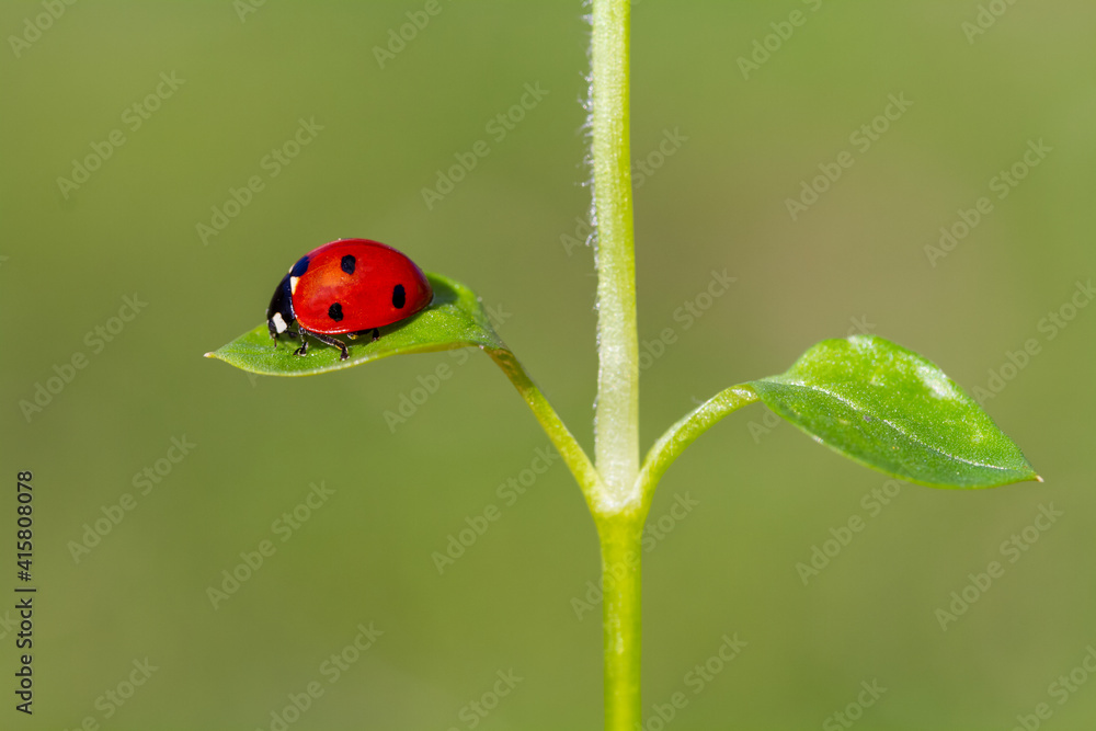 spring messenger, ladybug on flowering branch