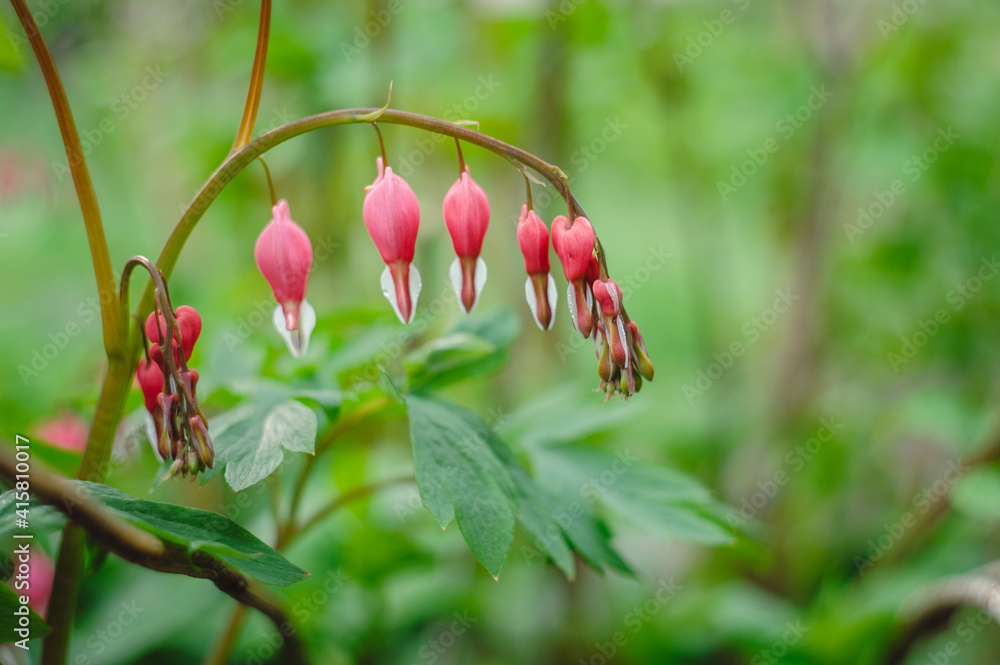 Obraz premium Bleeding Heart flower (Dicentra spectabilis). Bleeding heart or Dicentra spectabilis foliage and blossom early in the spring morning freshness. Beautiful red buds.